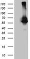 DNA polymerase-transactivated protein 2 antibody, TA810580S, Origene, Western Blot image 