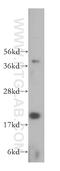 Centrin 3 antibody, 15811-1-AP, Proteintech Group, Western Blot image 