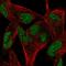 RELT TNF Receptor antibody, HPA062824, Atlas Antibodies, Immunofluorescence image 