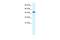 REST corepressor 3 antibody, A11253, Boster Biological Technology, Western Blot image 