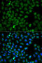 Heat Shock Protein Family A (Hsp70) Member 8 antibody, LS-C749013, Lifespan Biosciences, Immunofluorescence image 