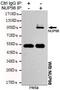 Nucleoporin 98 antibody, GTX49240, GeneTex, Immunoprecipitation image 