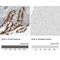 Ketohexokinase antibody, NBP1-85790, Novus Biologicals, Immunohistochemistry paraffin image 