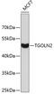 Trans-Golgi network integral membrane protein 2 antibody, 23-760, ProSci, Western Blot image 