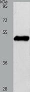 Sphingosine-1-Phosphate Receptor 1 antibody, TA321341, Origene, Western Blot image 