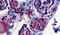 Thyroid Stimulating Hormone Receptor antibody, PA5-34295, Invitrogen Antibodies, Immunohistochemistry frozen image 