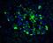 Activating Transcription Factor 6 antibody, GTX31729, GeneTex, Immunohistochemistry paraffin image 