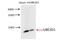 Ubiquitin Conjugating Enzyme E2 D1 antibody, 11373-1-AP, Proteintech Group, Western Blot image 