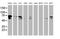 Dystrobrevin Beta antibody, MA5-25885, Invitrogen Antibodies, Western Blot image 