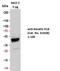 Keratin 18 antibody, 61028-WBC, Progen Biotechnik GmbH, Enzyme Linked Immunosorbent Assay image 