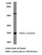 High Mobility Group Box 1 antibody, LS-C176723, Lifespan Biosciences, Western Blot image 