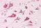 Caprin-1 antibody, NBP2-42504, Novus Biologicals, Immunohistochemistry paraffin image 