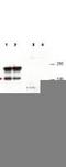 Signal-Induced Proliferation-Associated 1 antibody, TA319376, Origene, Western Blot image 