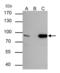 THO Complex 1 antibody, GTX70220, GeneTex, Immunoprecipitation image 