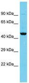 MRN Complex Interacting Protein antibody, TA330650, Origene, Western Blot image 