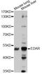 DL antibody, LS-C749117, Lifespan Biosciences, Western Blot image 