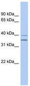 G Protein Subunit Alpha Q antibody, TA335040, Origene, Western Blot image 