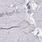 BarH Like Homeobox 1 antibody, PA5-52114, Invitrogen Antibodies, Immunohistochemistry frozen image 