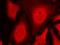 Checkpoint Kinase 1 antibody, orb213731, Biorbyt, Immunofluorescence image 