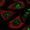 Serum Response Factor Binding Protein 1 antibody, NBP1-88518, Novus Biologicals, Immunofluorescence image 