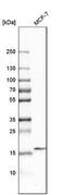 Zymogen Granule Protein 16B antibody, NBP1-81699, Novus Biologicals, Western Blot image 