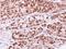 RAB2B, Member RAS Oncogene Family antibody, GTX108606, GeneTex, Immunohistochemistry paraffin image 