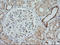 Mitogen-Activated Protein Kinase Kinase 1 antibody, LS-C337970, Lifespan Biosciences, Immunohistochemistry frozen image 