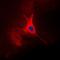 Tumor Associated Calcium Signal Transducer 2 antibody, orb304619, Biorbyt, Immunofluorescence image 