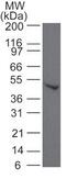 SMAD Family Member 6 antibody, PA1-29829, Invitrogen Antibodies, Western Blot image 