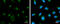 Coatomer subunit delta antibody, GTX630562, GeneTex, Immunofluorescence image 