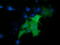 Protein Kinase D2 antibody, LS-C115567, Lifespan Biosciences, Immunofluorescence image 