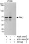 P21 (RAC1) Activated Kinase 1 antibody, A301-260A, Bethyl Labs, Immunoprecipitation image 