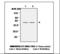 Catalase antibody, LS-B2554, Lifespan Biosciences, Western Blot image 