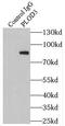 Procollagen-Lysine,2-Oxoglutarate 5-Dioxygenase 3 antibody, FNab06553, FineTest, Immunoprecipitation image 