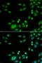 Integrator Complex Subunit 10 antibody, LS-C748468, Lifespan Biosciences, Immunofluorescence image 