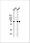 Nemo Like Kinase antibody, M02091, Boster Biological Technology, Western Blot image 