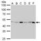 Isocitrate Dehydrogenase (NADP(+)) 1, Cytosolic antibody, MA5-27759, Invitrogen Antibodies, Western Blot image 