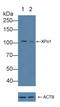 Exportin 1 antibody, LS-C372920, Lifespan Biosciences, Western Blot image 