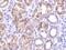 CTRP1 antibody, NBP1-76626, Novus Biologicals, Immunohistochemistry paraffin image 