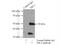 Transducin beta-like protein 2 antibody, 12488-1-AP, Proteintech Group, Immunoprecipitation image 