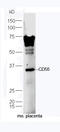 Cathepsin H antibody, orb182888, Biorbyt, Western Blot image 