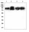 Intercellular Adhesion Molecule 1 antibody, LS-C313412, Lifespan Biosciences, Western Blot image 
