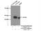 Ataxin-10 antibody, 15693-1-AP, Proteintech Group, Immunoprecipitation image 
