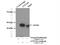 Ataxin 10 antibody, 15693-1-AP, Proteintech Group, Immunoprecipitation image 