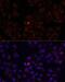 WD repeat-containing protein 81 antibody, LS-C747855, Lifespan Biosciences, Immunofluorescence image 