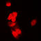 Siah E3 Ubiquitin Protein Ligase 1 antibody, LS-C354249, Lifespan Biosciences, Immunofluorescence image 