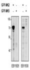 Syndecan 3 antibody, orb107635, Biorbyt, Western Blot image 