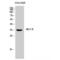 Melanocortin 1 Receptor antibody, LS-C384454, Lifespan Biosciences, Western Blot image 