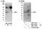 Interferon Regulatory Factor 1 antibody, NBP1-78763, Novus Biologicals, Western Blot image 