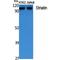 Striatin antibody, LS-C386855, Lifespan Biosciences, Western Blot image 